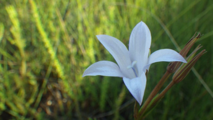 Wahlenbergia undulata