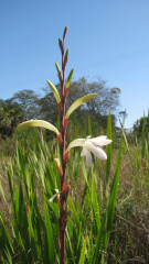 Watsonia borbonica