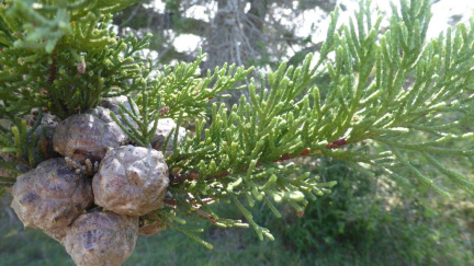 Widdringtonia nodiflora