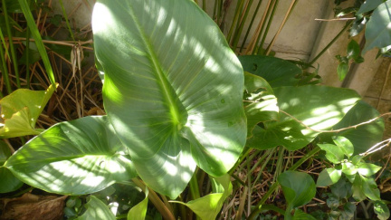 Zantedeschia