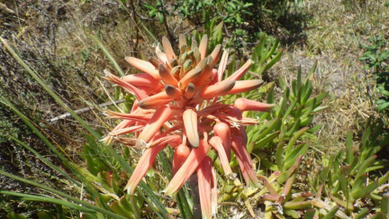 Aloe micrantha