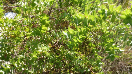 Cliffortia ilicifolia