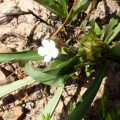 Crabbea hirsuta