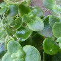 Crassula cordata