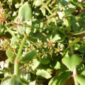 Crassula sarmentosa