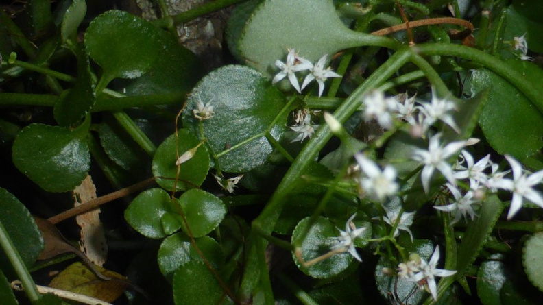 Crassula spathulata.JPG