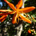Crocosmia aurea