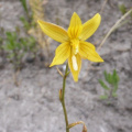 Cyanella lutea