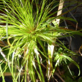 Cyperus papyrus