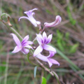 Cyphia heterophylla