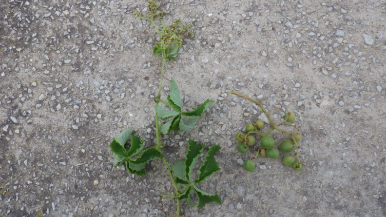 Cyphostemma cirrhossum.JPG