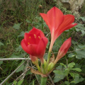 Cyrtanthus elatus