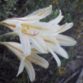 Cyrtanthus loddigesianus