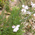Dianthus crenatus