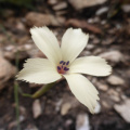 Dianthus thunbergii