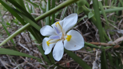 Dietes iridioides