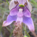 Disa lugens