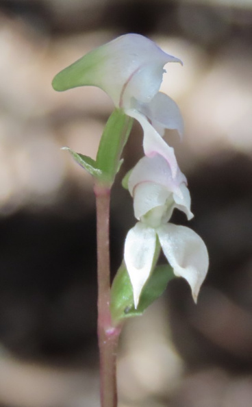Disperis disaeformis_ disiformis.JPG