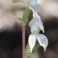 Disperis disaeformis  disiformis