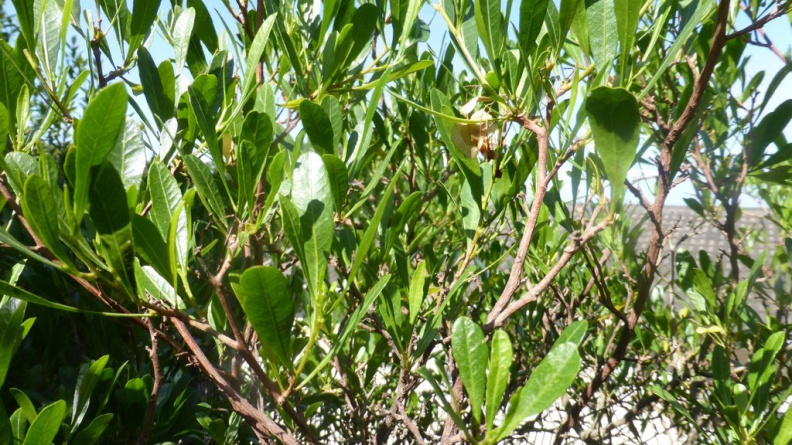 Dodonaea viscosa var angustifolia.JPG