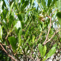 Dodonaea viscosa var angustifolia