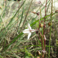 Drimia ciliata