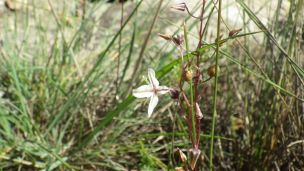 Drimia ciliata