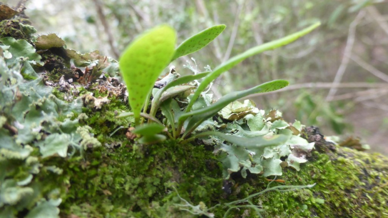 Elaphoglossum acrostichoides.JPG
