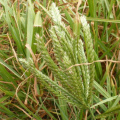 Eleusine indica