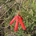 Erica cerinthoides