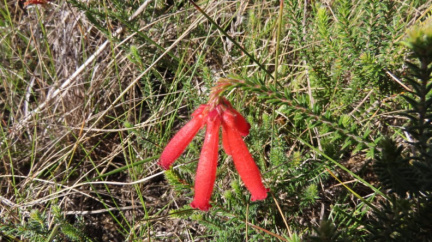 Erica cerinthoides