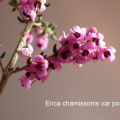 Erica chamissonis var polyantha