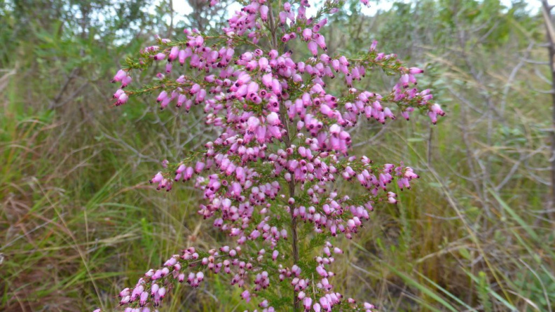 Erica chamissonis.JPG