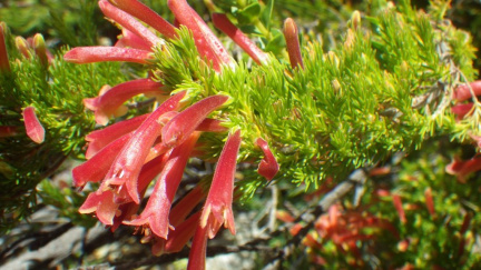 Erica curviflora