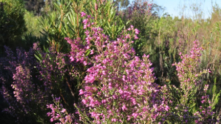 Erica Deliciosa