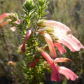 Erica glandulosa