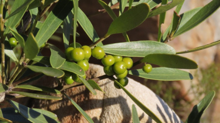 Euclea racemosa