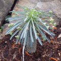 Euphorbia bupleurifolia
