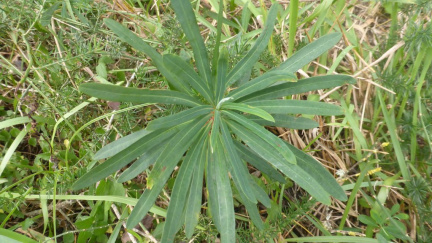 Euphorbia kraussiana