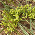 Euphorbia silenifolia