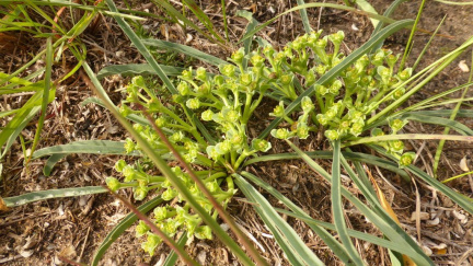 Euphorbia silenifolia