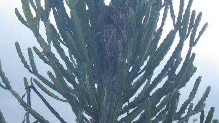 Euphorbia triangularis