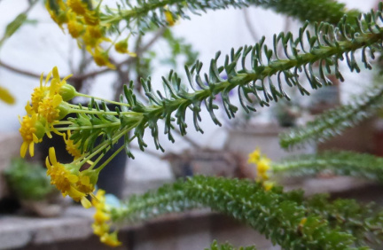 Euryops algoensis