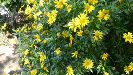 Euryops chrysanthemoides