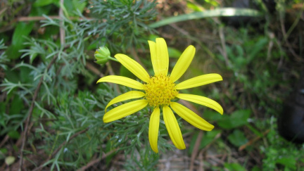 Euryops euryopoides