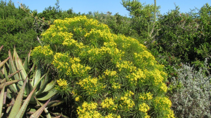 Euryops eurypoides