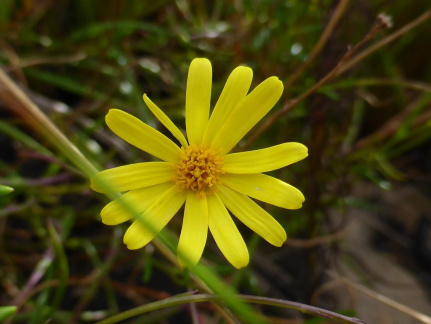 Euryops ursinoides