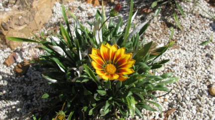 Gazania