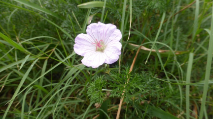 Geranium incanum