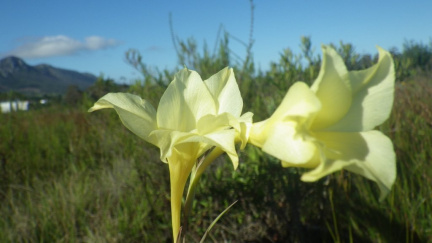 Gladiolus albens